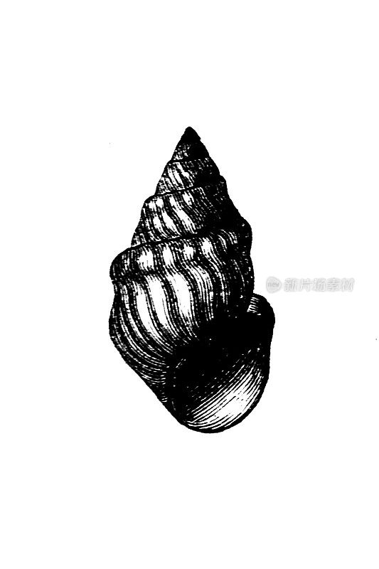 tylopooma avellana，上新世中期斯拉沃尼亚和特兰西瓦尼亚的化石